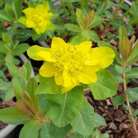 Euphorbia epithymoides